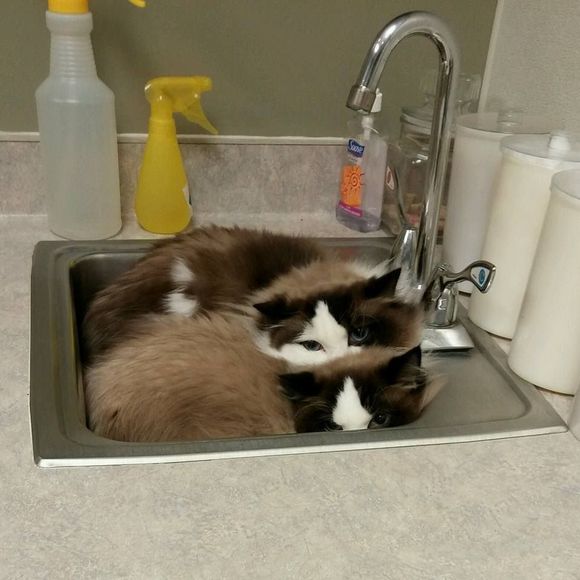 Meet your Posher, Lisa - Picture 1 of 1